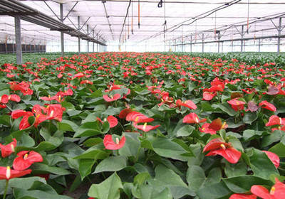 温室大棚花卉有哪些?温室大棚花卉怎么种植管理?大棚养花注意事项